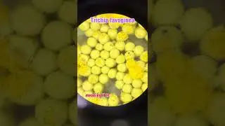 Slime Mold Under Microscope