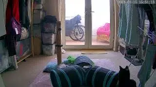 My Jumping cat - caught on camera!!!! 😆😆😆@RachC1985