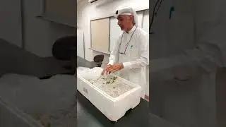 اكثار التين بالعقل