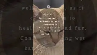 Winter Cat Care Guide: Tips for Maintaining Healthy Fur in the Cold | Expert Grooming Hacks