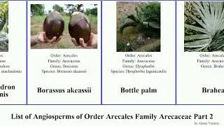List of Angiosperms of Order Arecales Family Arecaceae Part 2 palm calamus bactris butia brahea