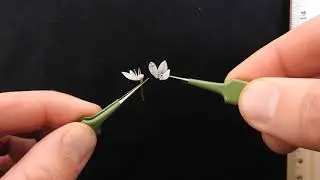Allium (Alliaceae) dissection