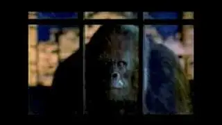 Wella - Gorilla (1997, Germany)