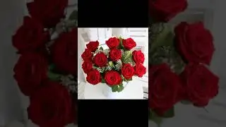 beautiful Red Rose pictures