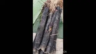 Sunga Pitha ASSAM ka Ek traditional food 