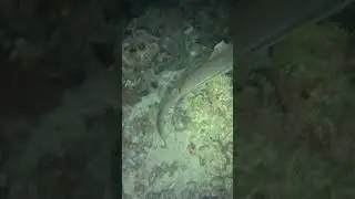 Black Tip Reef Shark - Raja Ampat