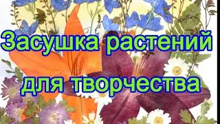 Современные методы засушки растений для творчества./Modern methods of drying plants for creativity.