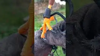 SHARP HARRIS HAWK TALONS CLOSE UP