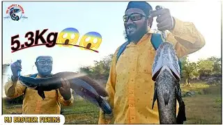 Giant Snakehead fishing || amazing bleck snakehad fish