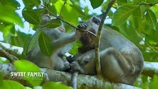 So sweet... Lovely mum well nursing baby monkey and Alba help comfort grooming mum