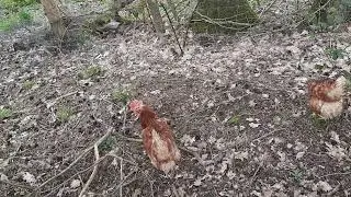 Zwerghahn Camillo und seine f&uuml;nf geretteten Hennen sind ein gro&szlig;artiges Team