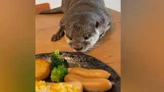 Otter Melonpan attack Daddy's  sausage again 😂🦦FunnyOtter|OtterNoise| Cute Otter