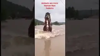 Animals Are More Human Than Humans #animals #humanity