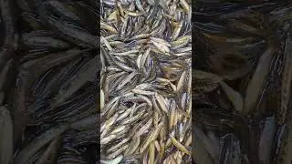 Loach Fish