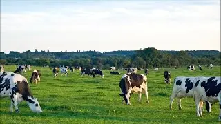 Chorva Fayz efirda! Oltiariq chorva bozori 🔴 Jonli efir | Bugungi narxlar va savdo 16 yanvar 2026