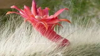 HILDEWINTERA COLADEMONONIS Stunning Monkey Tail & red flowers from Pina's greenhouse @manortiz46az