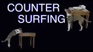 Solving Counter Surfing -  Dog Training