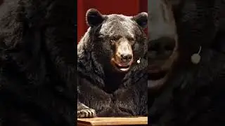 Az AI lett az &uacute;j munkat&aacute;rs 🤝✨ #comedy #medve #magyarhumor #standupcomedy 🌦️🌲🍎🐻