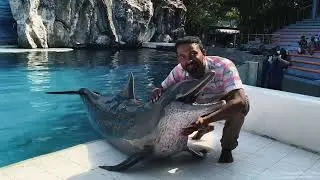 Dolphin friend