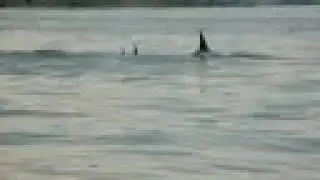 Whales Whatching in Canada