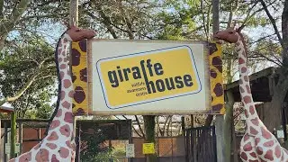 Giraffe House, Stellenbosch, Cape Town, South Africa 🇿🇦.