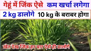 गेहूं में जिंक 1 बार ऐसे डाल दिया l तो कभी डालना भूलोगे नहीं l कम खर्च में ज्यादा जिंक अधिक पैदावार 