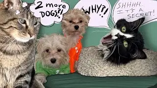 Кошка Пенни обожает своих НОВЫХ ЩЕНКОВ?! Джози &mdash; да, конечно.