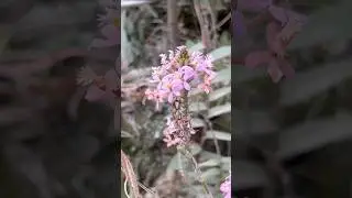 Orquideas de Bogot&aacute; | Epidendrum Secundum