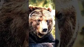 Nose to Nature: Exploring Bears' Exceptional Olfactory Abilities #shorts #bear #BearSenseOfSmell
