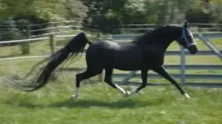 Arabian Stallion Pharoahs Ransom