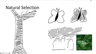 Natural Selection - An introduction with peppered moths