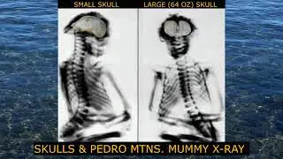 EIN Alien FILES - Life cycle, fossils and anatomy @GeoVortex