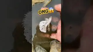 catching betta fish in the wild #bettafishtank #betta