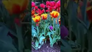 🌷Tulips galore 😱 #tulips #flowers #tulipgarden #colors