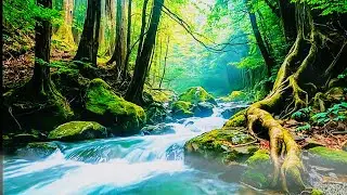Relaxing Nature Sounds for Sleep, Forest Sounds, Beautiful Birds Singing,Relax, Study, Meditate,Work