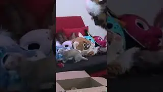 ПРОНИКНОВЕНИЕ ХОРЬКОВ #furry #реакция #врчат #юмор #фурри