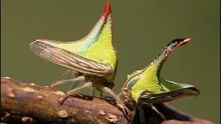 The Thorn Bug: Master of Disguise