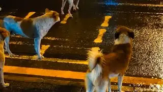 Five Doggos try to cross a road on a rainy night in Colombo