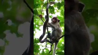 King Cobra and Monkey on tree #cobra #monkey #animals #shortvideo
