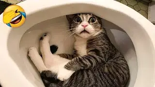 САМЫЕ СМЕШНЫЕ шорты с котиками 😻🐶 Смеешься, проигрываешь 🤣