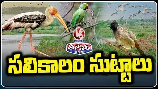 Beautiful Migratory Birds Arrive in Large Numbers in Adilabad | V6 Teenmaar