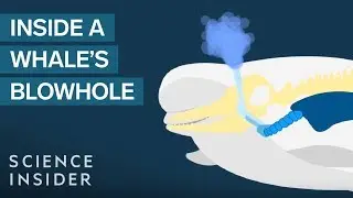 What's Actually Inside A Whale's Blowhole?