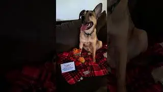 #barkboxday