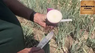 Blush Onions from Dixondale Farms