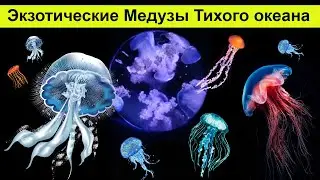 Экзотические Медузы Тихого океана (часть 5) | Гавайи Гонолулу Оаху |Аквариум Waikiki | Семейный влог