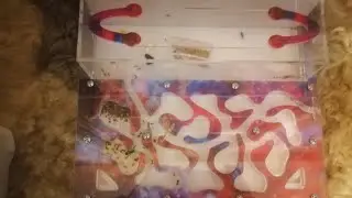 Ще одна частина моїх мурах messor structor/muticus! 