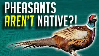 Pheasant Hunting - How Ringneck Pheasants Help (Wingmen Eastmans')