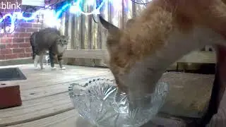Feral cat encounters fox