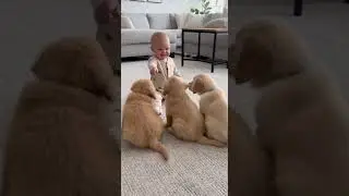 Adorable puppies play together with baby #babyshorts #puppy #shortviral