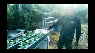 CARA KERJA SISTEM PASANG SURUT OTOMATIS (EBB AND FLOW AUTOMATIC) HIDROPONIK DENGAN DAYA SEL SURYA